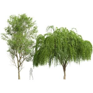 Prunus Spinosa And Weeping Willow