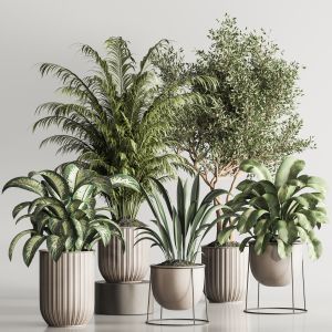 Indoor Plant Set 117