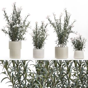 Beautiful Plant Bushes With White Nerium Oleander