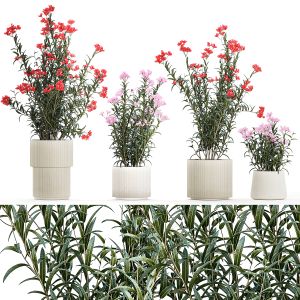 Beautiful Plants With Pink Nerium Oleander Flowers