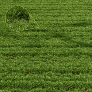 Grass Linear Meadow