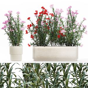 Beautiful Plants With Red Nerium Oleander Flowers