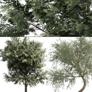 Ghaf Trees Of Emirates