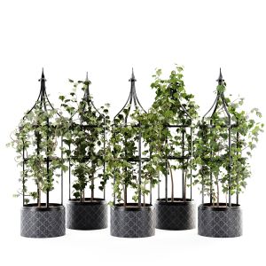 Ivy Plant Set02