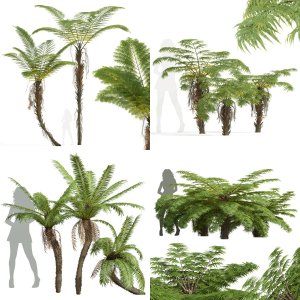 10 Different SETS of palm trees SET VOL01