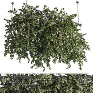 Hanging Plants - Outdoor Plant Set 171