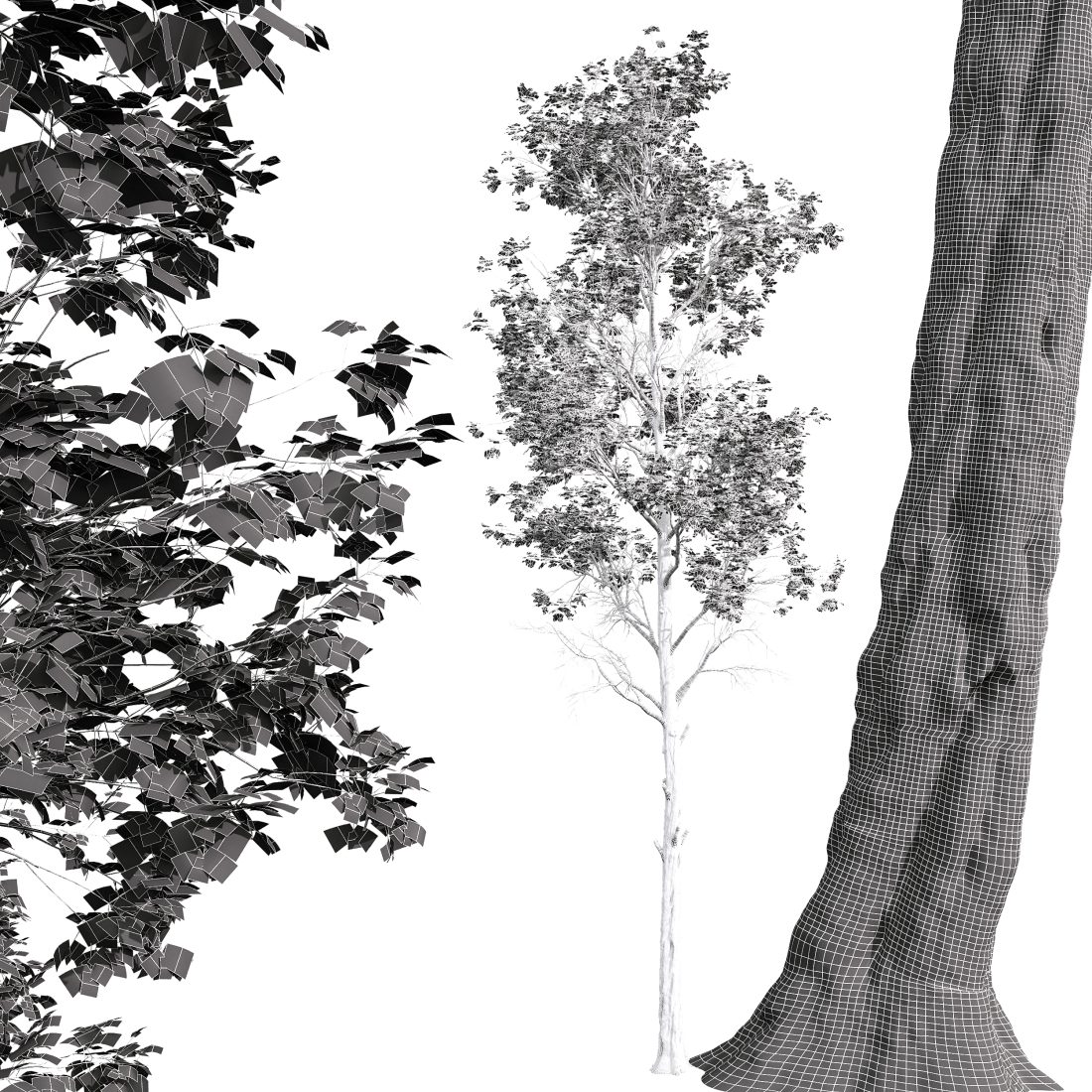 Spring Trees Fagus Sylvatica And Acer Saccharinum 3D Model for VRay ...