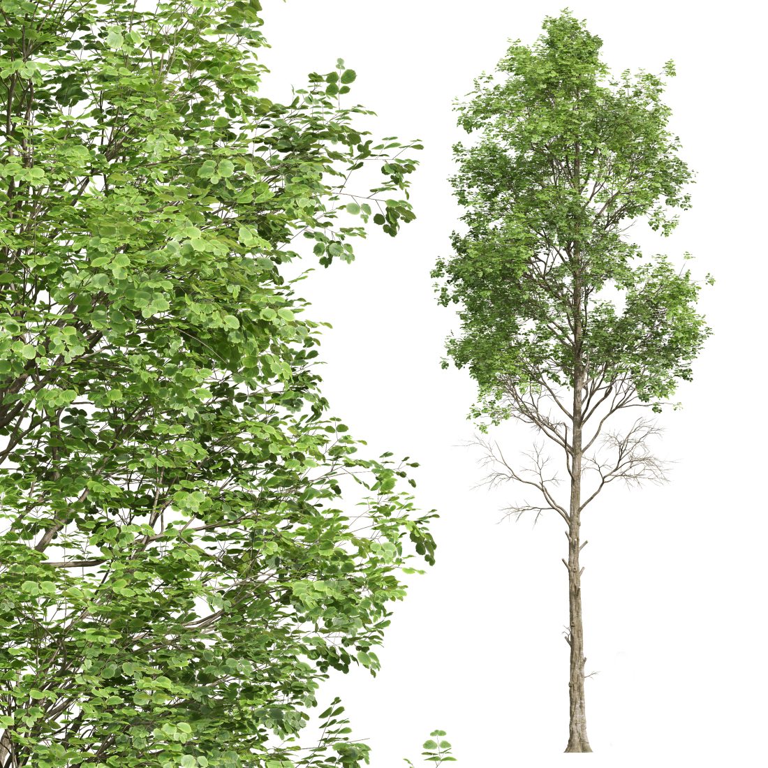 Spring Trees Fagus Sylvatica - 3D Model for Corona