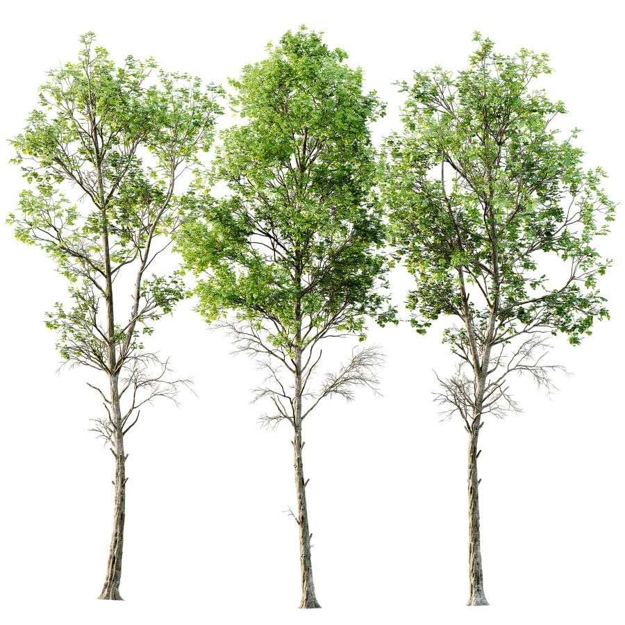 Spring Trees Fagus Sylvatica - 3D Model for Corona