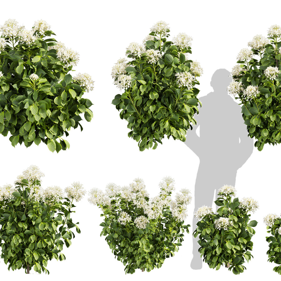 Collection Plant Vol 570 - Shurb - Hydrangea - 3D Model for Collection Plant Vol 570 - Shurb - Hydrangea - 3D Model for