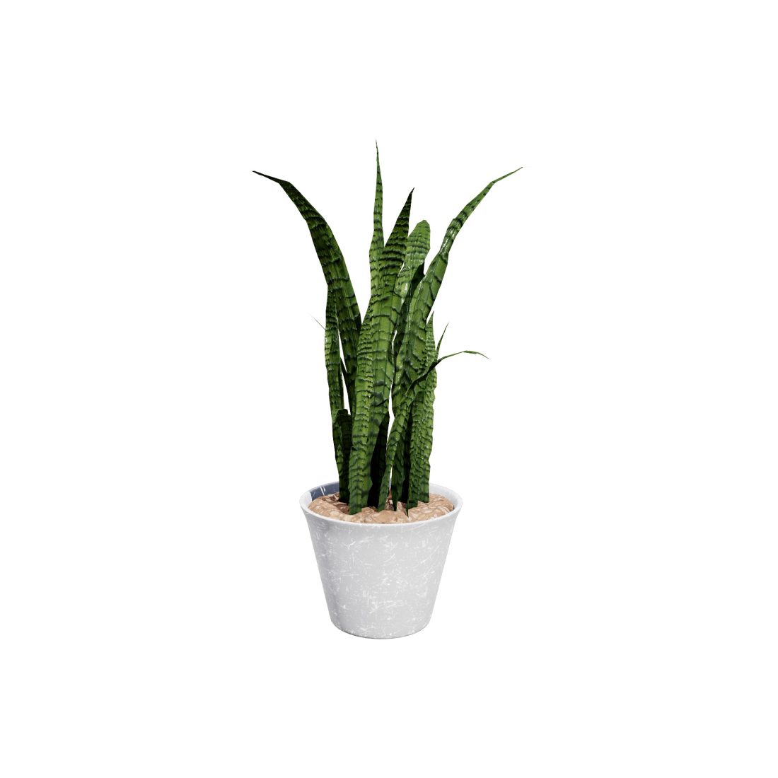 pflanze elefantenfuß preis Elefantenfuss | Beaucarnea recurvata main image 0