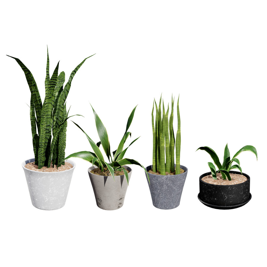 Dracaena Trifasciata 'laurentii' 3d Model - 3D Model for VRay, Corona