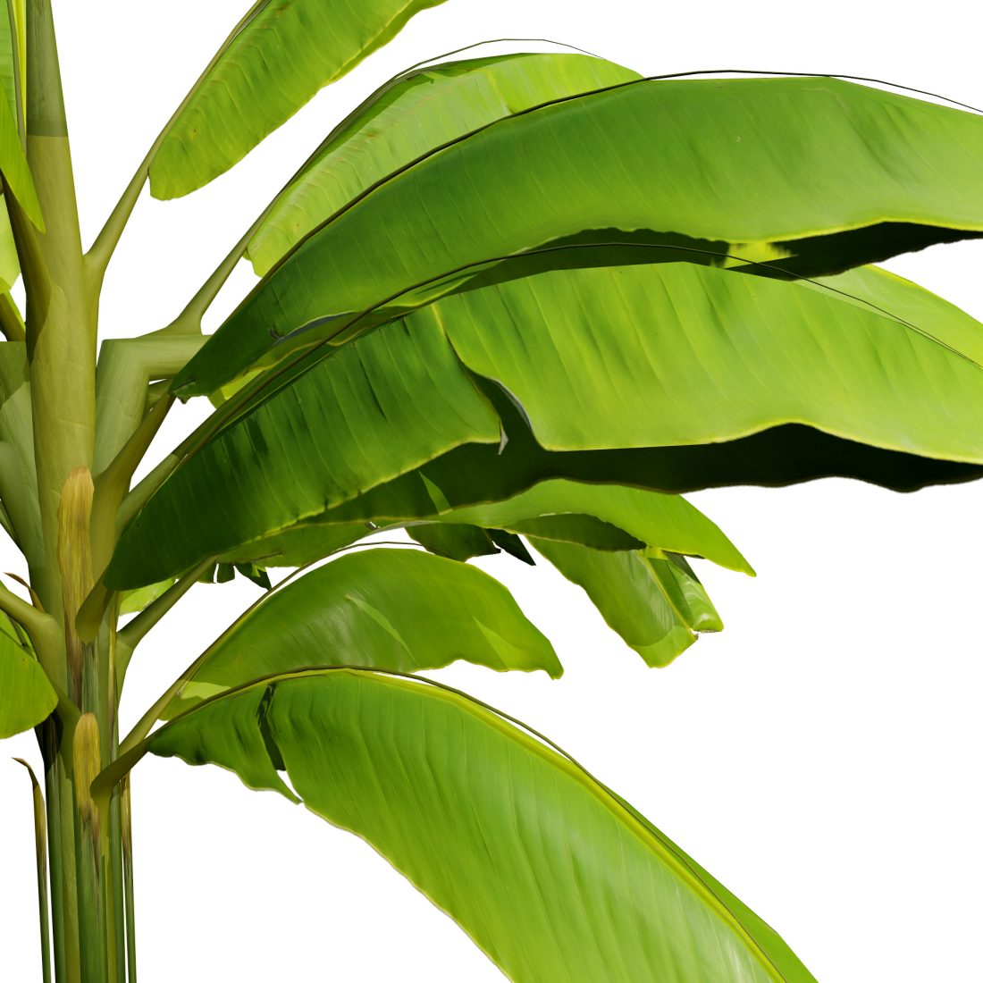 Banana Trees 3d Model 3D Model for VRay, Corona | CGMood