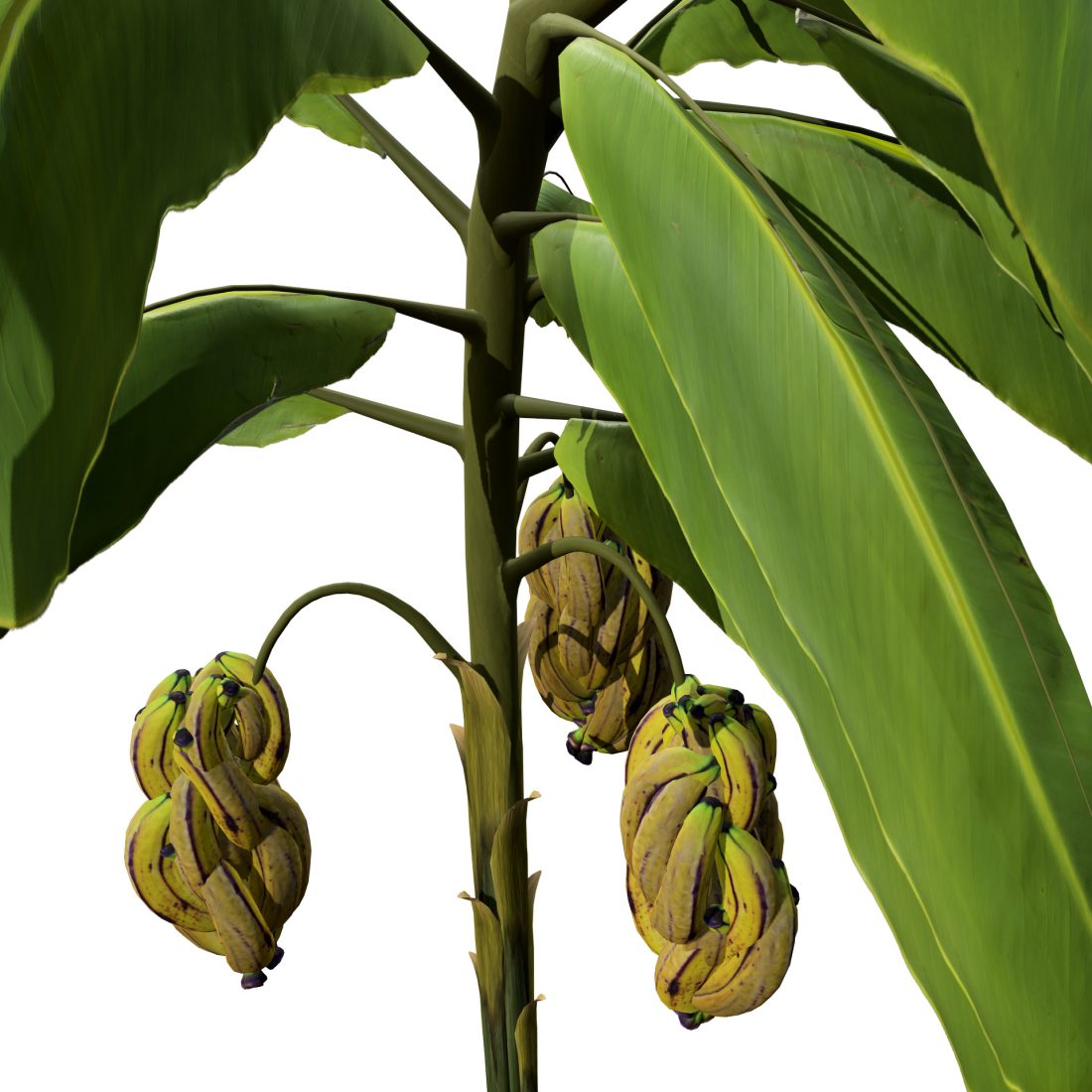 Banana Trees 3d Model 3D Model for VRay, Corona | CGMood