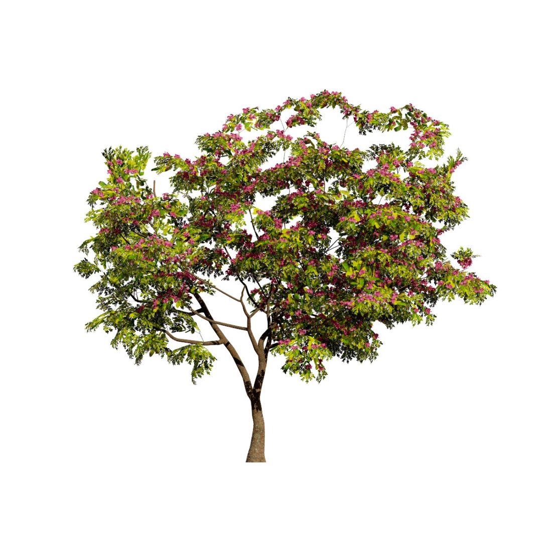 Combantrin Tree South African Combretum Kraussii Trees Pack - 3D Model for VRay, Corona
