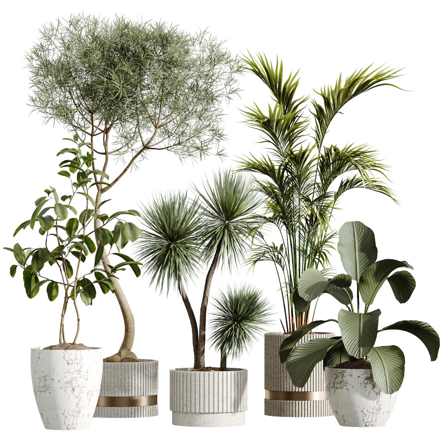 Av Indoor Plants Set 279 Palm Calathea Lutea Ficus 3D Model for VRay,  Corona | CGMood