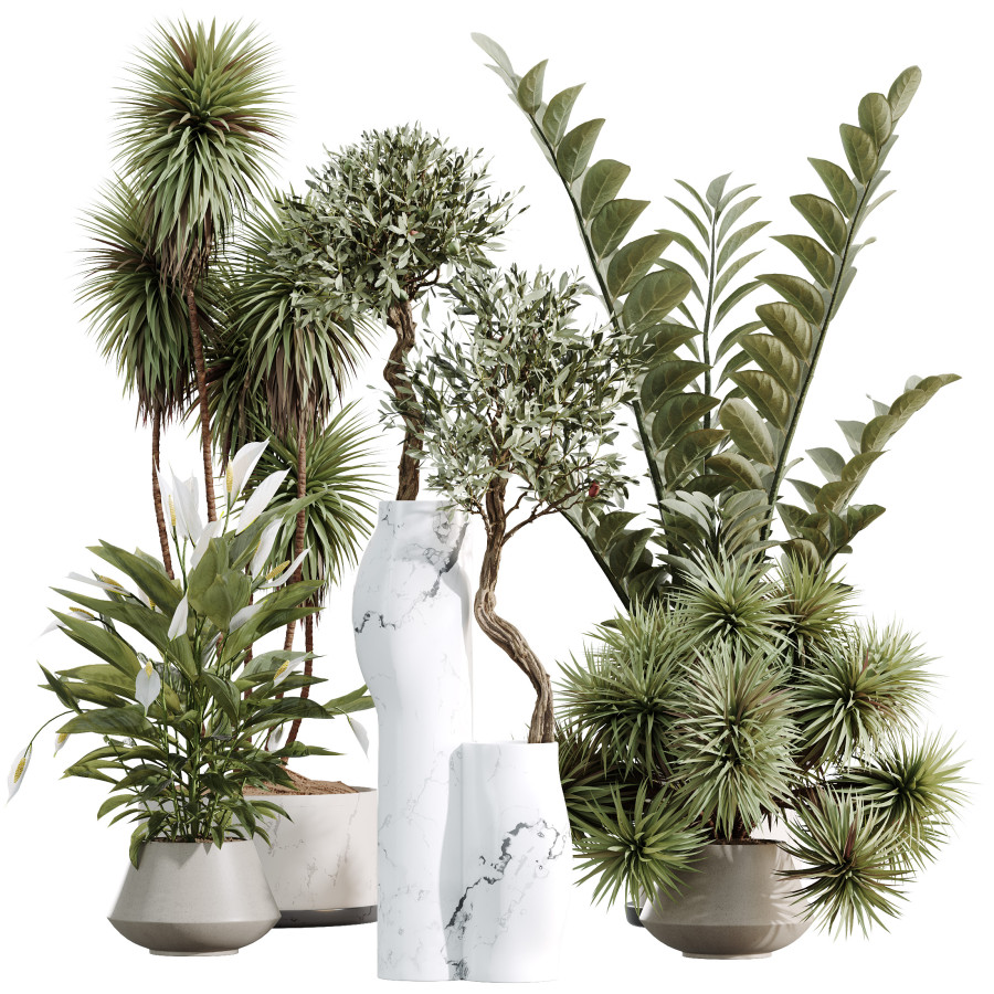 Av Indoor Plants Set 476 Yucca Zamiifolia Oliva 3D Model for VRay