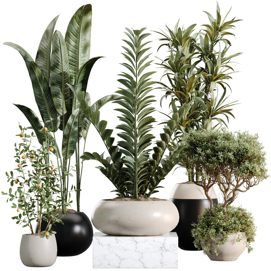 Av Indoor Plants Set 483 Zamiifolia Olive Orange 3D Model for VRay