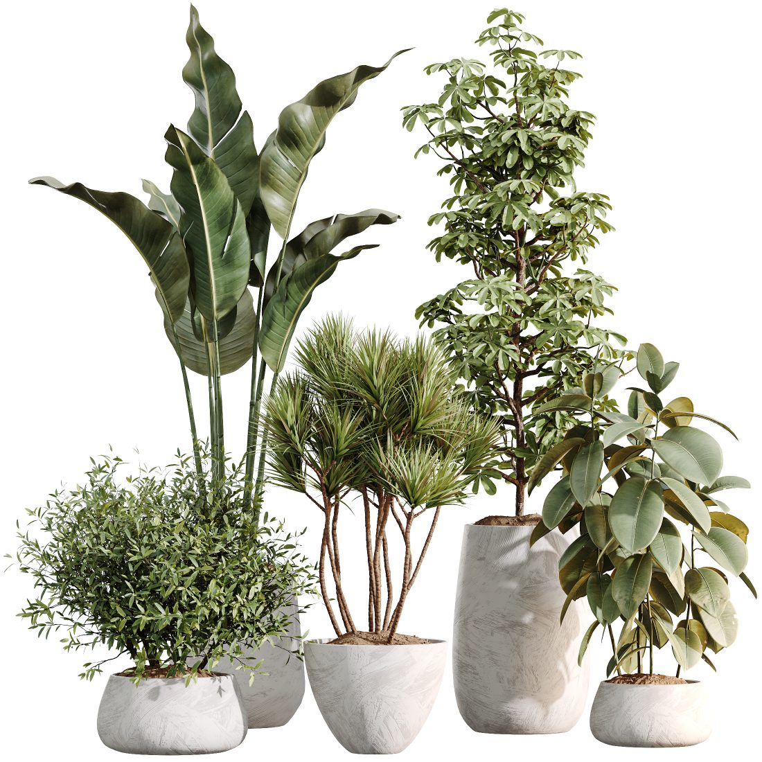Av Indoor Plants Set 485 Ficus Olive Paradisebird 3D Model for