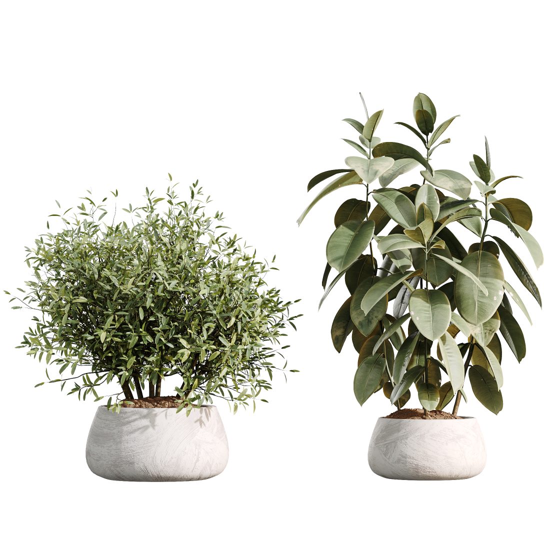 Av Indoor Plants Set 485 Ficus Olive Paradisebird 3D Model for