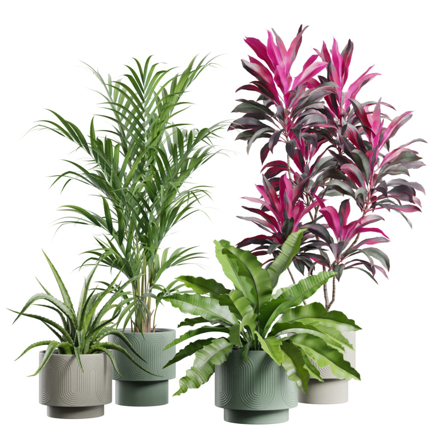 Indoor Plants Pack 114 by AllQuad