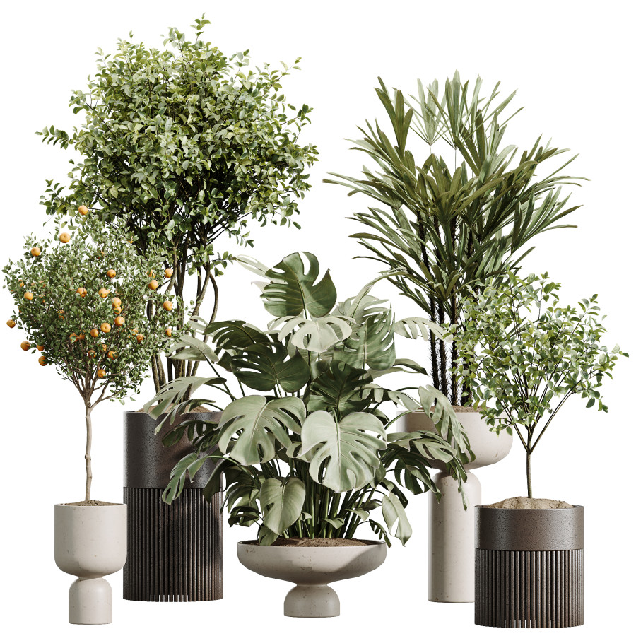 Av Indoor Plants Set 488 Olive Palm Orange 3D Model for VRay
