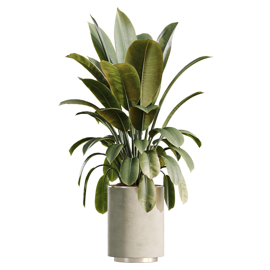 Av Indoor Plants Set 498 Reed Palm Ficus Olive Zam 3D Model for