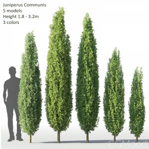 Juniperus Communis #1(1.8-3.2m)