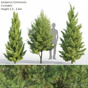 Juniperus Communis #2(2.3-2.6m)