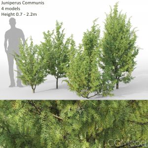 Juniperus Communis #3(0.7-2.2m)