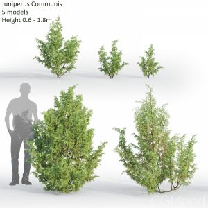 Juniperus Communis #4(0.6-1.8m)