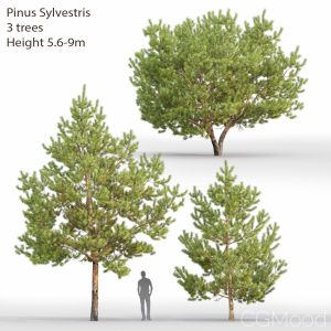 Pinus Sylvestris #28(5.6-9m)