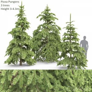 Picea Pungens #8(3-4.3m)