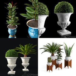 vase and pot plants collection