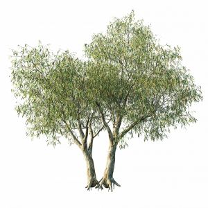 Eucalyptus Tree Op4