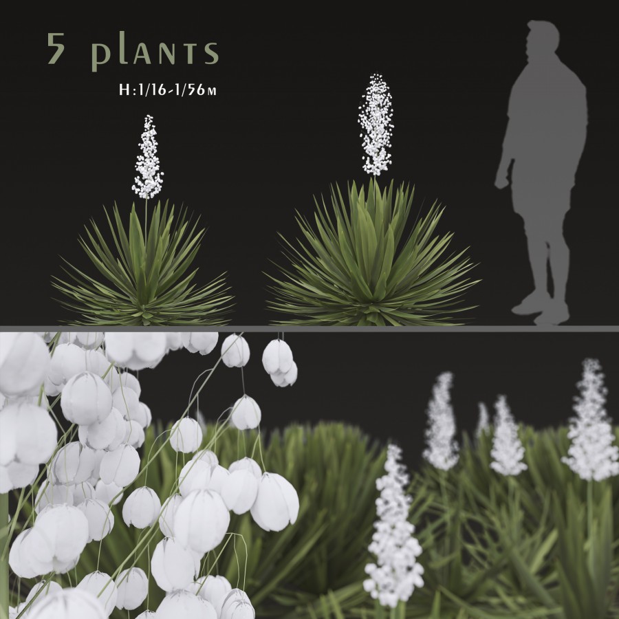 Set Of Agave Sisalana Plants (Sisal Agave) 3D Model for VRay | CGMood