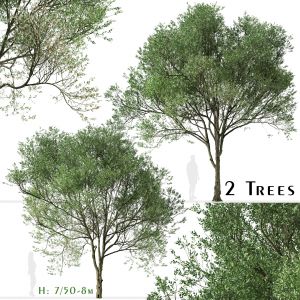 Set of Siberian elm Trees (Ulmus pumila) (2 Trees)