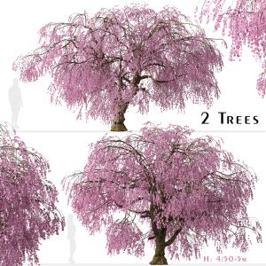 Set of Weeping Higan Cherry ( Prunus subhirtella )