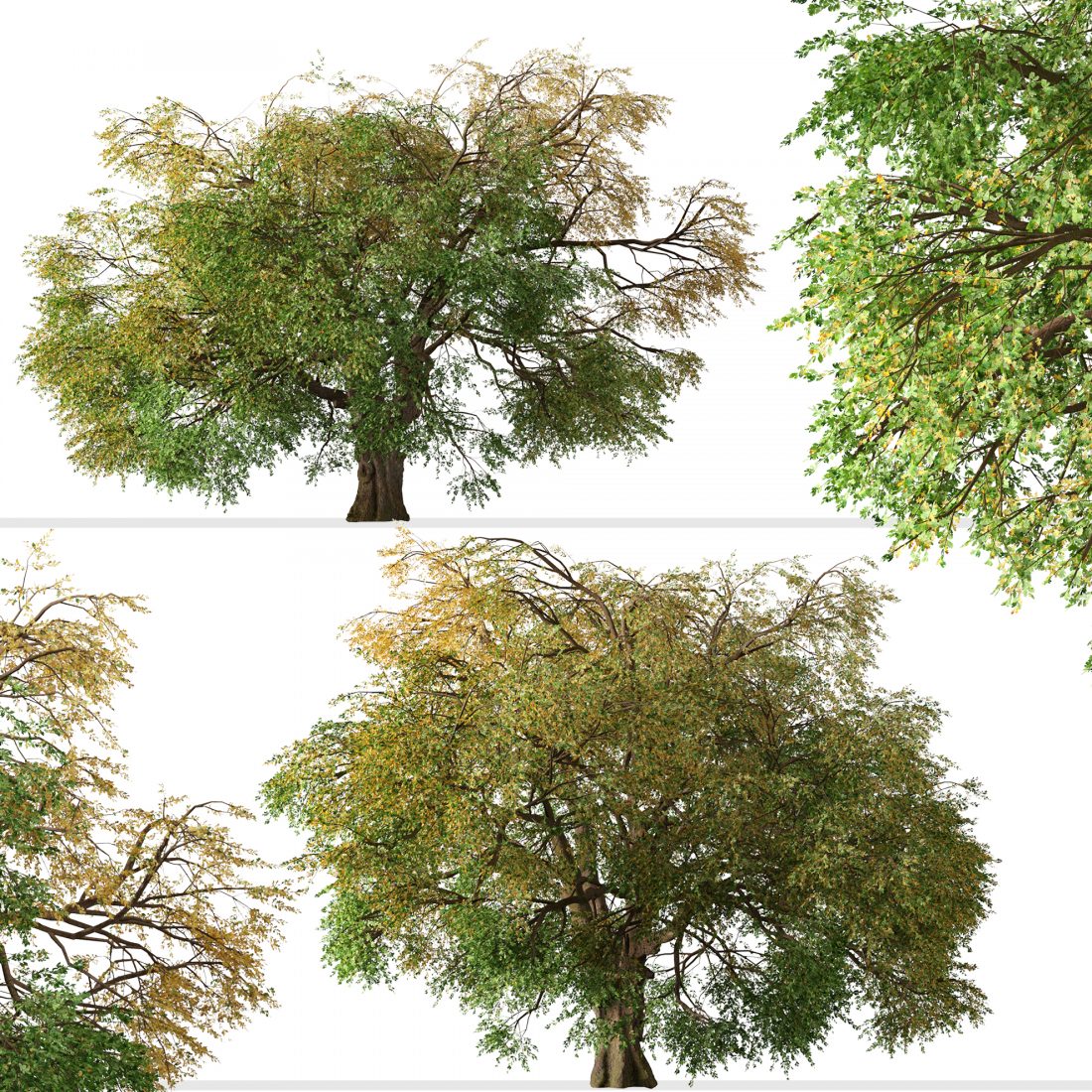 California Black Oak Tree (Quercus Kelloggii) - 3D Model for VRay