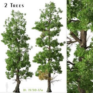 Set of Incense cedar Trees (Calocedrus decurrens)