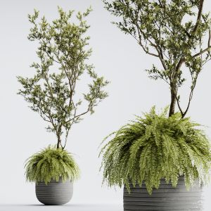 Indoor Plant 01 - Organika