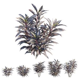 Cordyline Fruticosa Plant Set 03