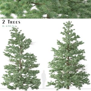 Set Of White Fir Trees ( Abies Concolor ) 2 Trees