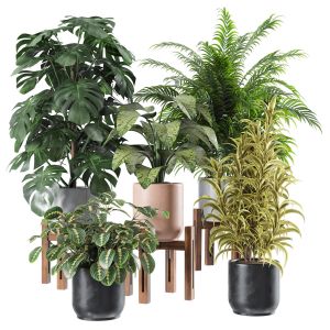 Indoor Plants Set 1