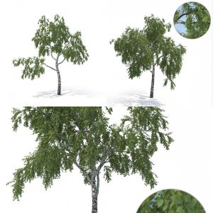 Collection of 3 Birch trees. (Summer version)