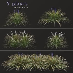 Set of Ophiopogon jaburan Plants (Dwarf lilyturf)