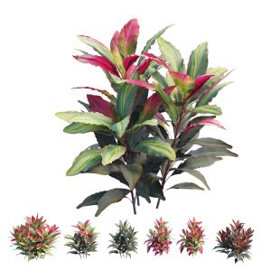 Cordyline Fruticosa Plant Set 07