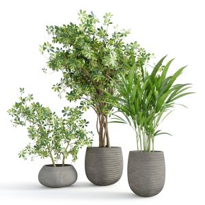 Indoor Plants Set03