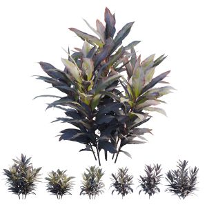 Cordyline Fruticosa Plant Set 09