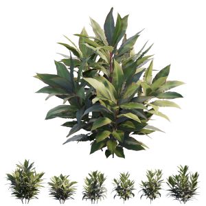Cordyline Fruticosa Plant Set 08